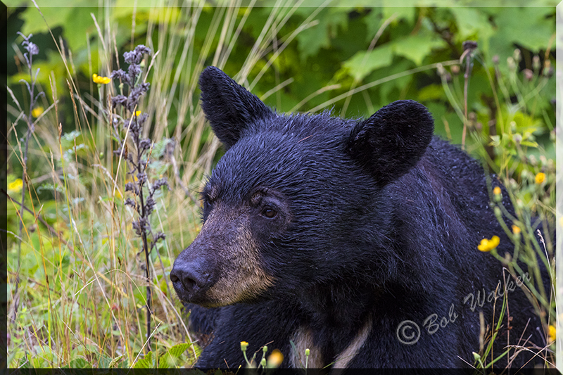 The Black Bear Takes A Break