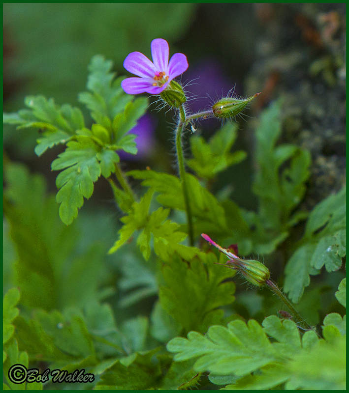 Flowers Of Purple Beauty