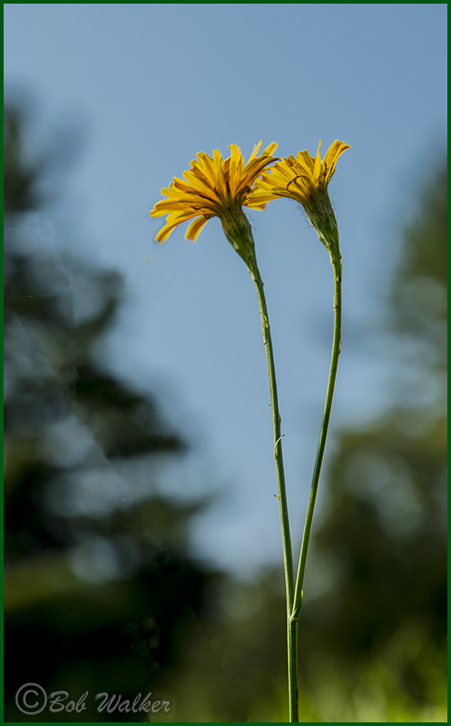 Shoreline Flowers