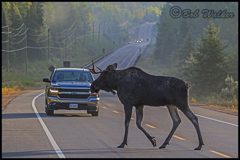 I Dont Think You Would Want To Hit One Of These Animals With Your Vehicle