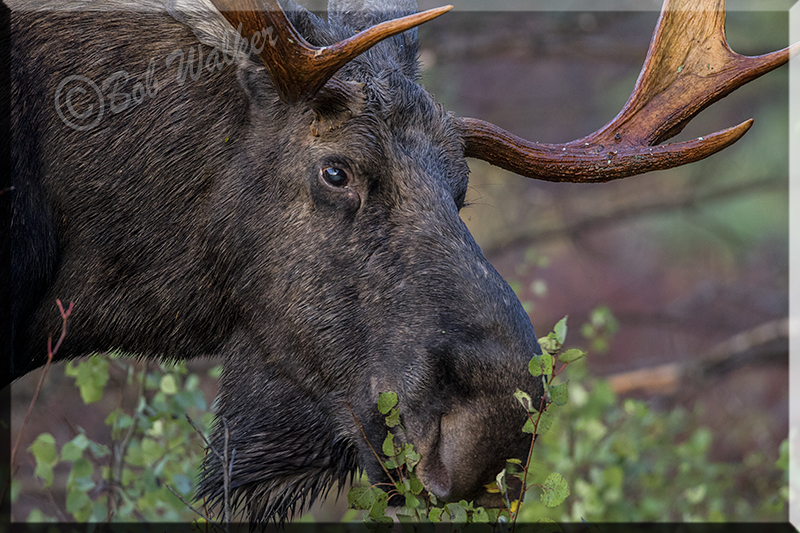 A Bull Moose Browsing 