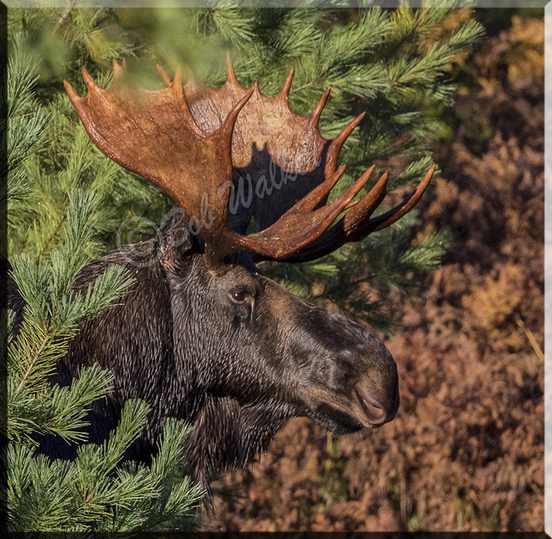 A Bull Mooses  Portrait  Up Close