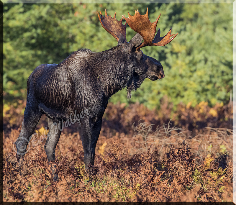 The Bull Moose Listening For The Call Of A Cow Moose During The Rut 
