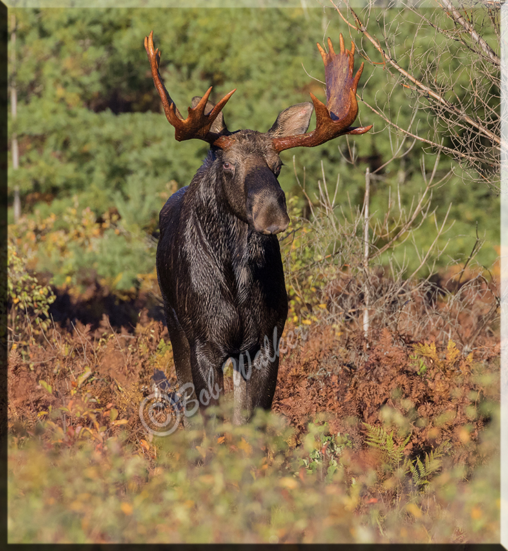 A Bull Looking Head On At Me, A Tense Moment.