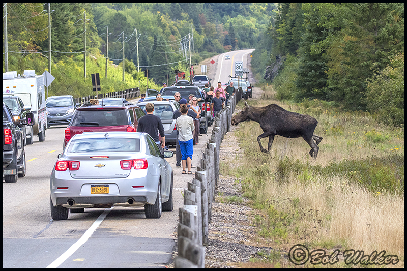 Moose Jam Surprises Not Uncommon