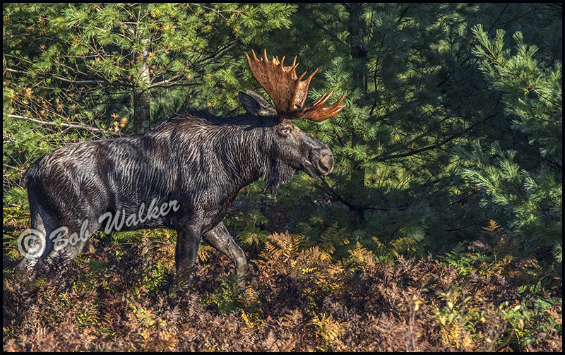 Large Bull Moose Roaming Edge Of The Forest