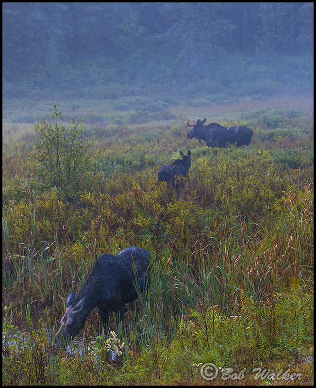 Moose In Morning Mist And On The Move Browsing