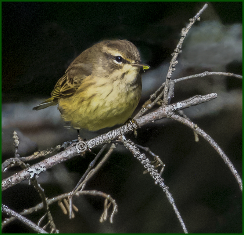 Palm Warbler Grabbing A Bite To Eat
