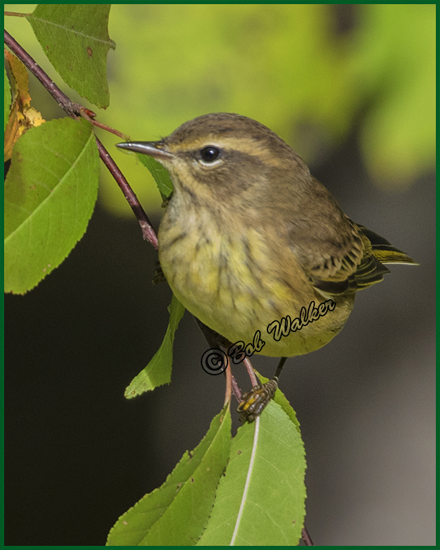 Palm Warbler Can Be Difficult To Photograph
