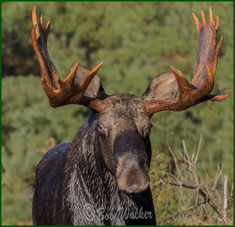 A Little Closer View Of This Magnificent Animal 