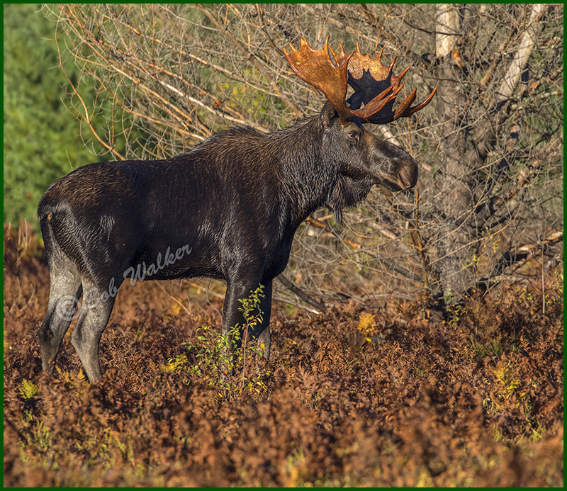 A Side View Of This Rather Large Bull 