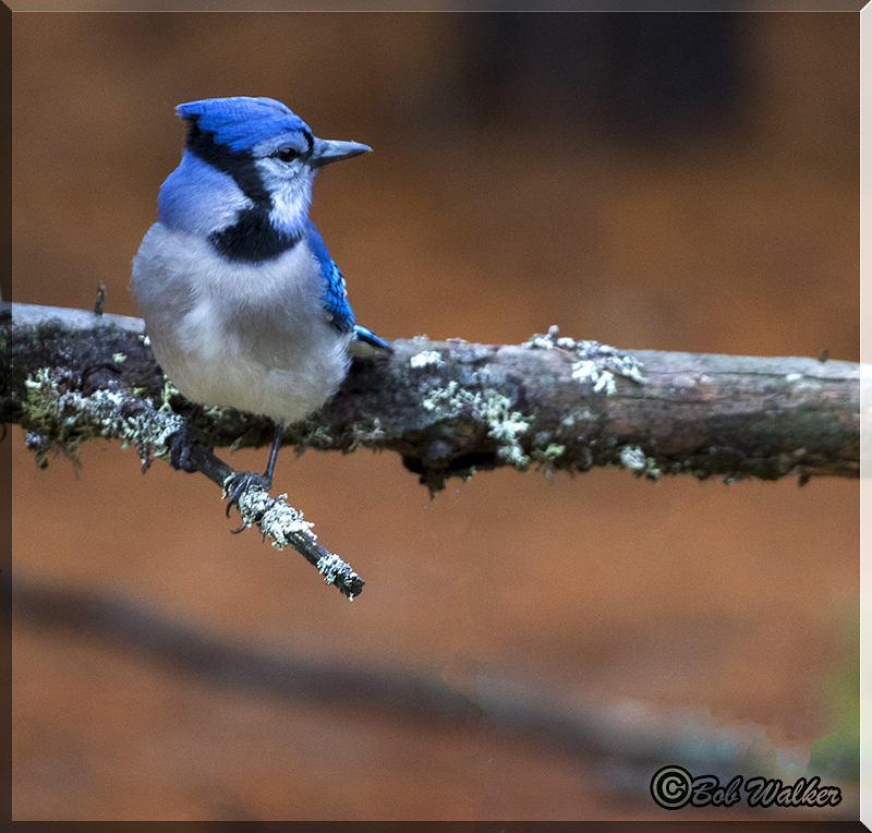 Blue Jay Alongside The Dirt Road