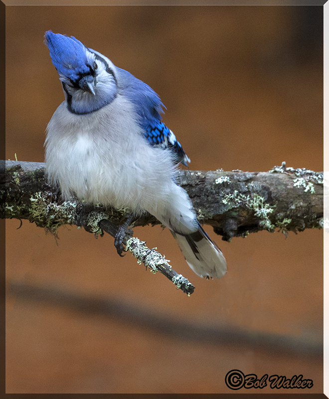 Blue Jay Preening