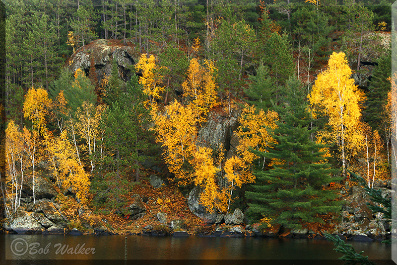 Lat Fall Foliage On Costello Lake