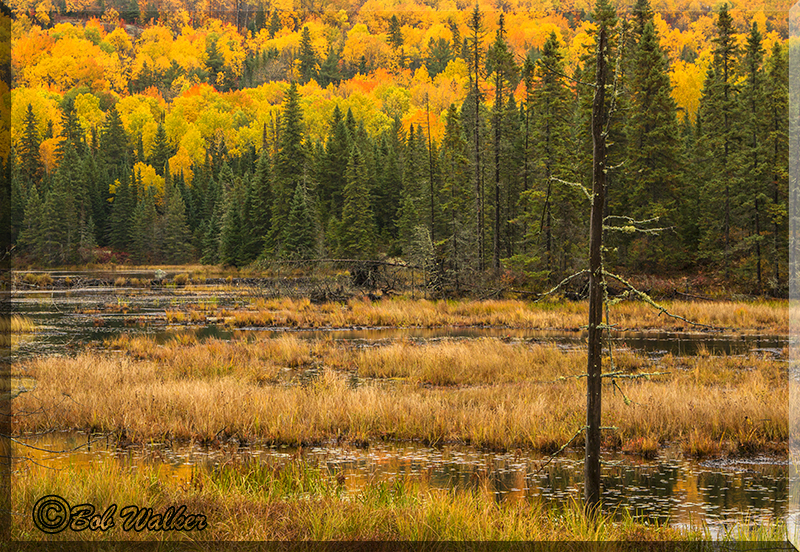 Canadian Scenic Along The Corridor Road