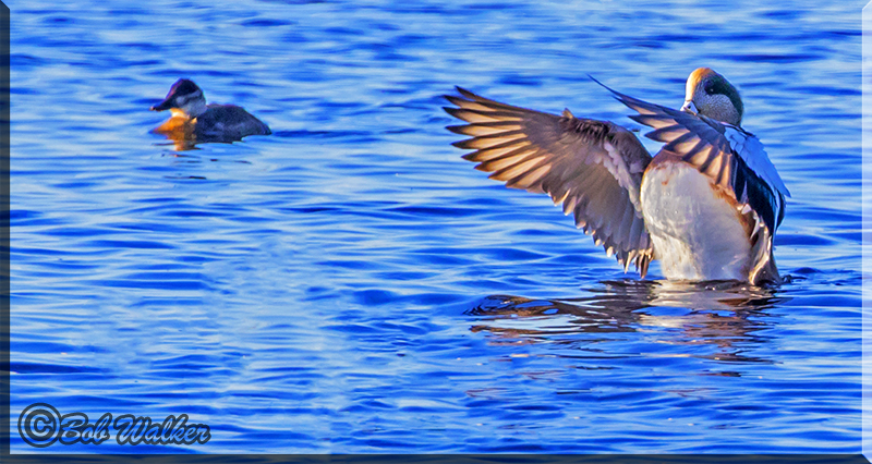 American Wigeon Up And Ready