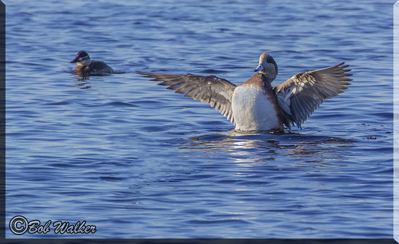 American Wigeon Up And Airing Out