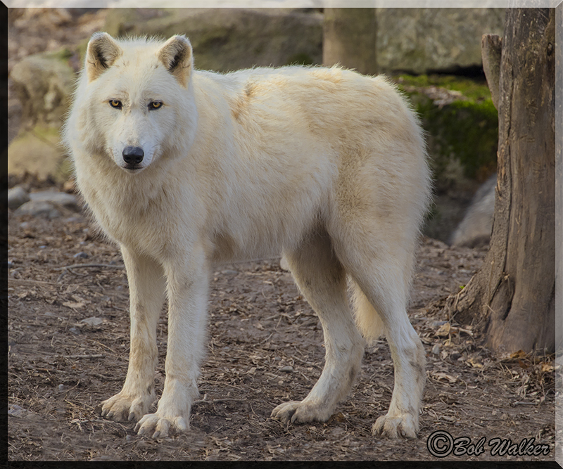 I Call This One The Phantom Wolf 