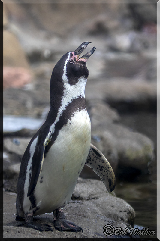 Penguin On Display At The Rosamond Gifford Zoo