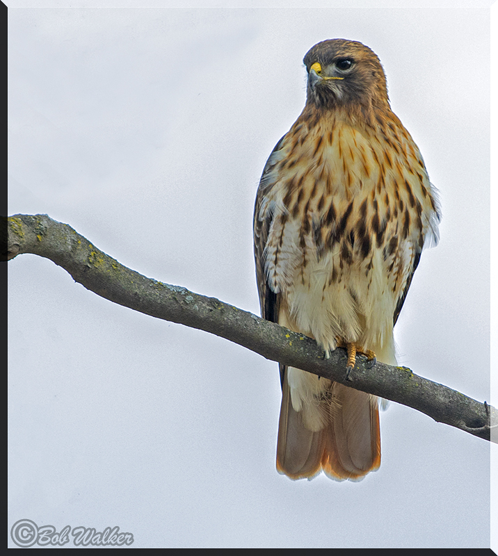 Red-tailed Hawk Out On A Limb
