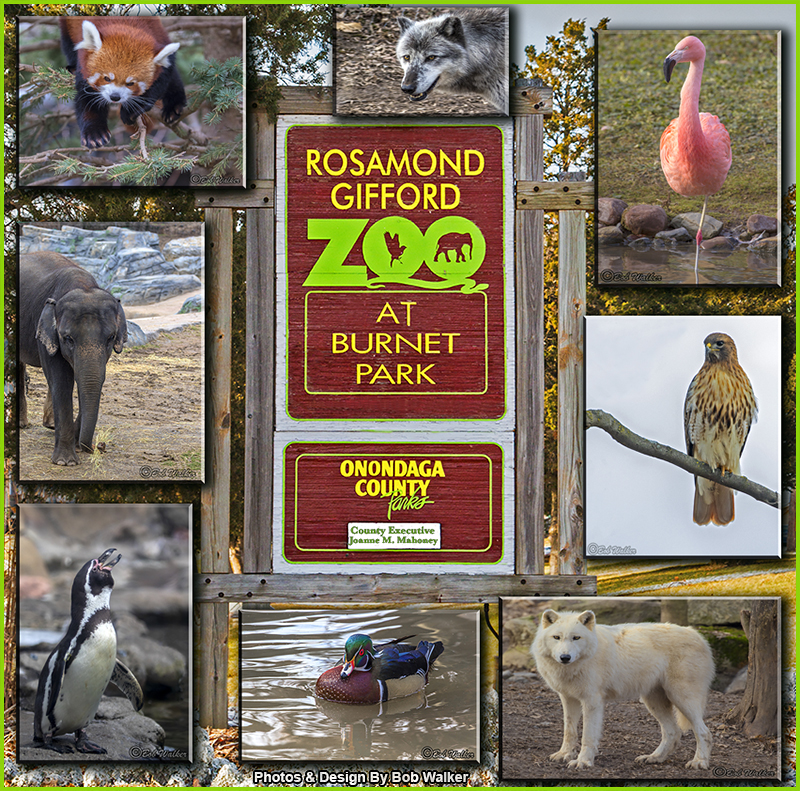 The Rosamond Gifford Zoo In Syracuse, New York
