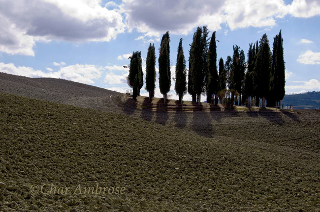 Group of Cypress Trees in Val dOrcia