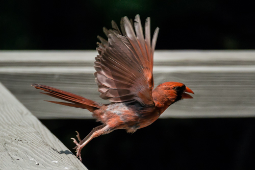Cardinal