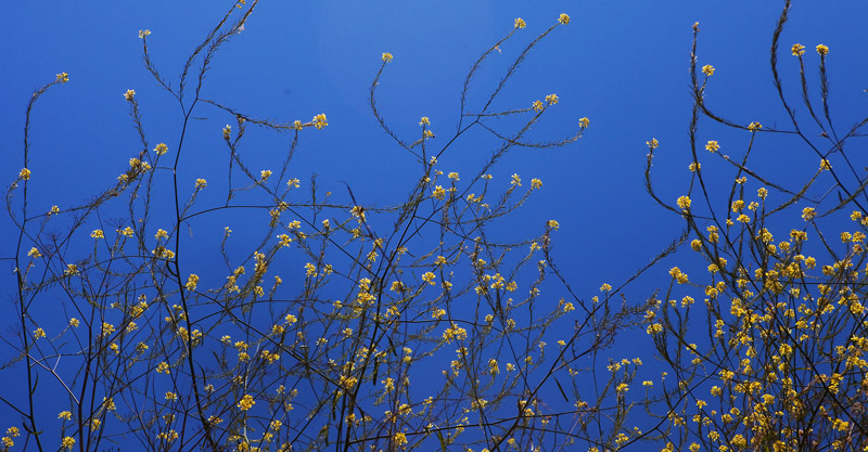 Yellow in blue