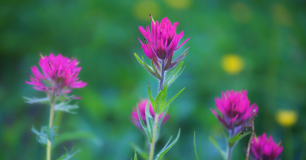 Scarlet paintbrush