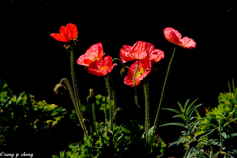 poppies