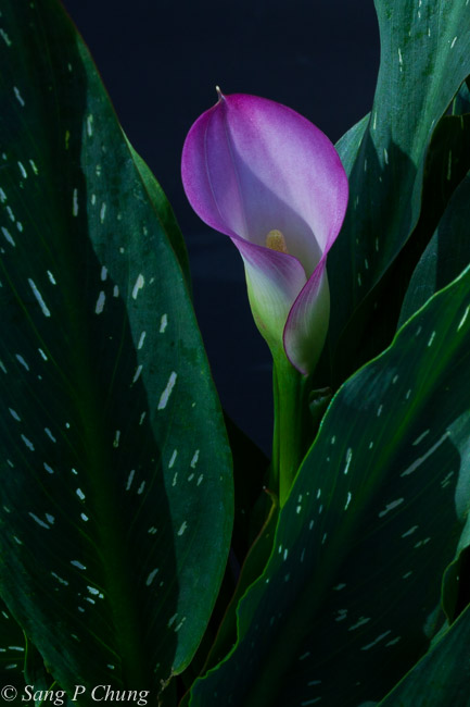 pink calla lily