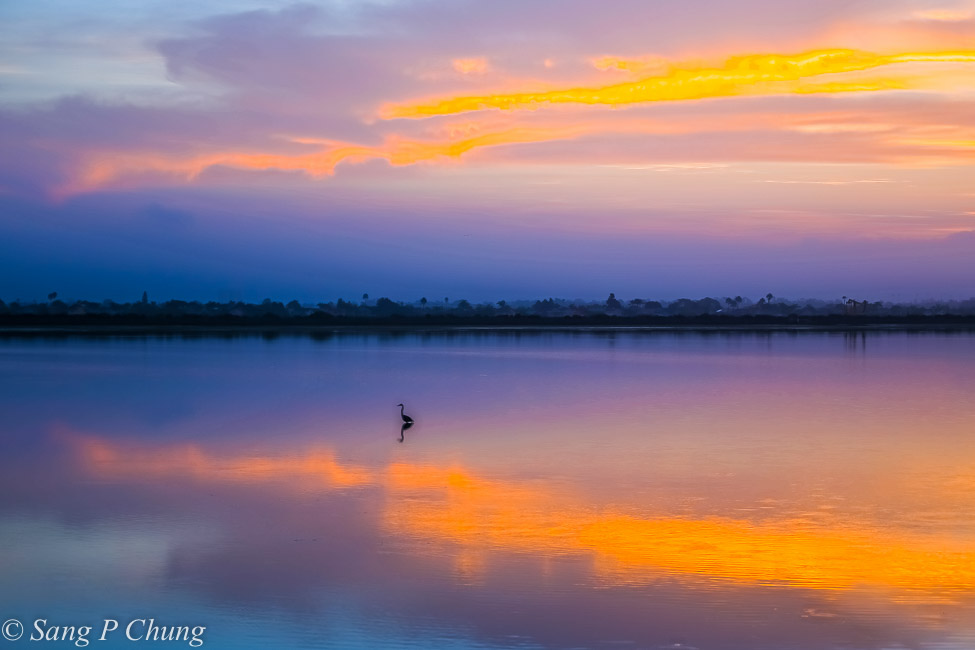 a solitary early bird