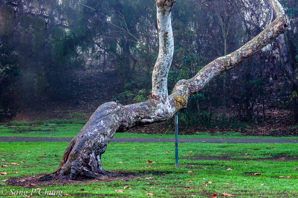 disabled: tree with personality