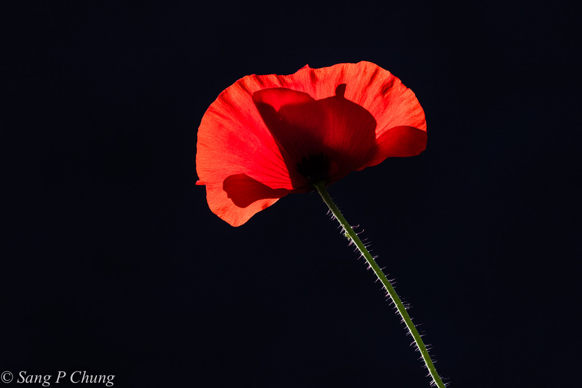 a poppy in full blossom