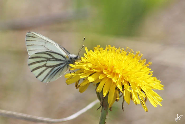 IMG_6659 Margined White (Pieris marginalis), May 24