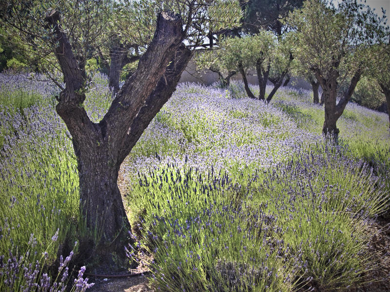The Olive Grove 