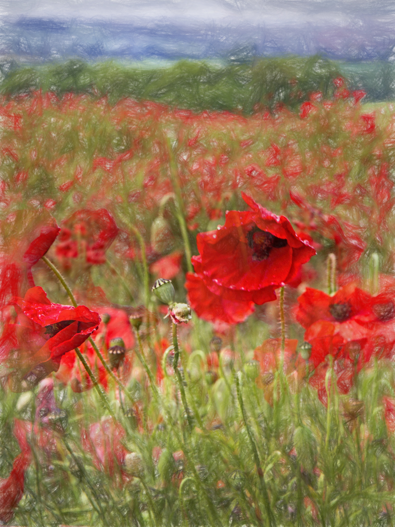 Poppy Impression 1
