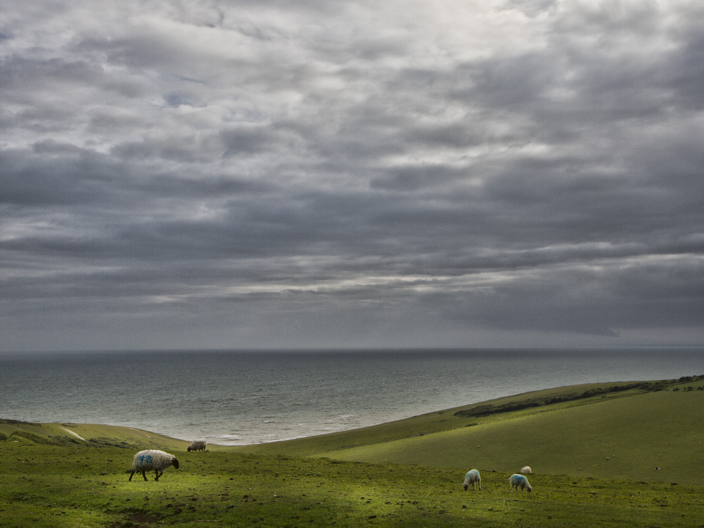 Sheep and Sea