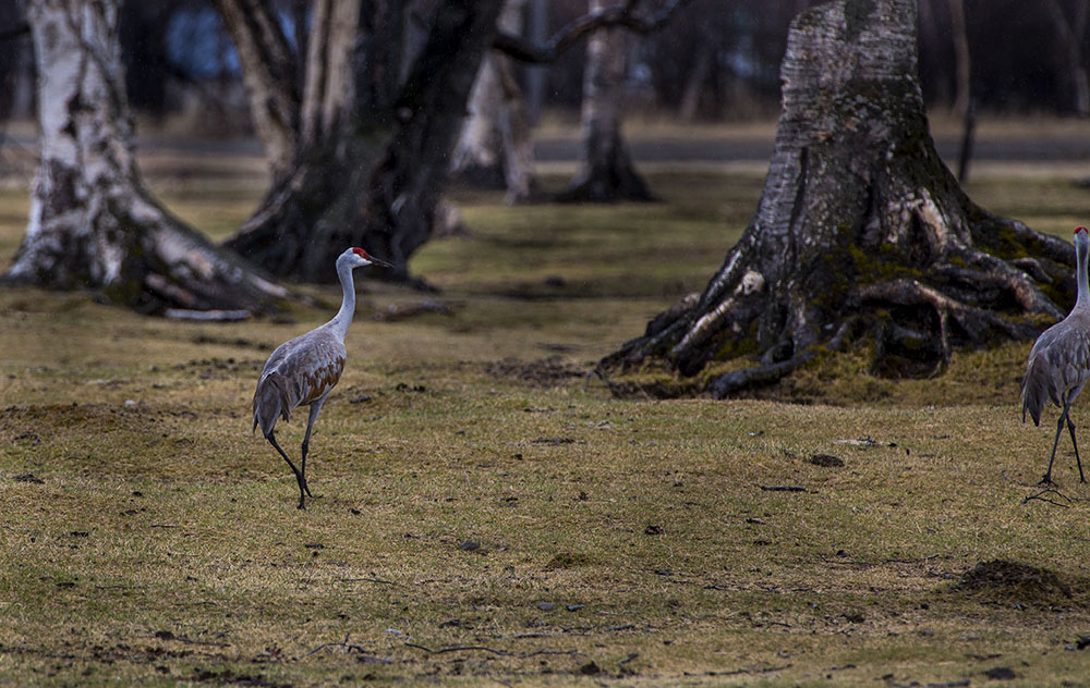 Sandhill Crane CZ2A0986.jpg