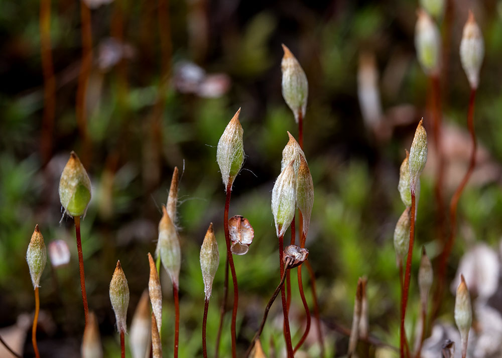 Bryophyte capsules with calyptras. 2-3mm. CZ2A1368.jpg