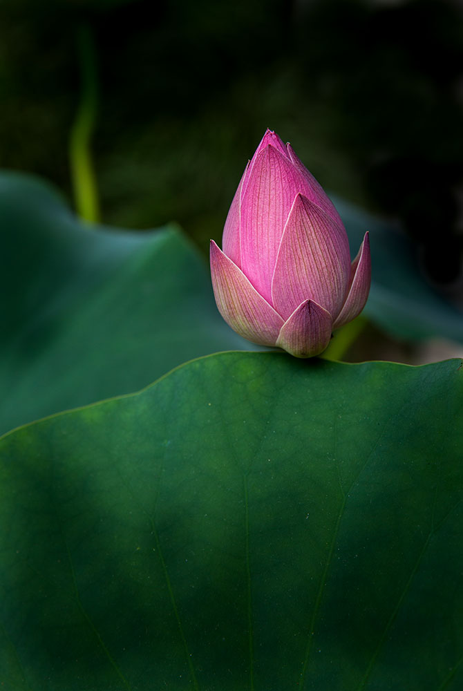 Lotus flower. Suzhou city, China. CZ2A4044.jpg