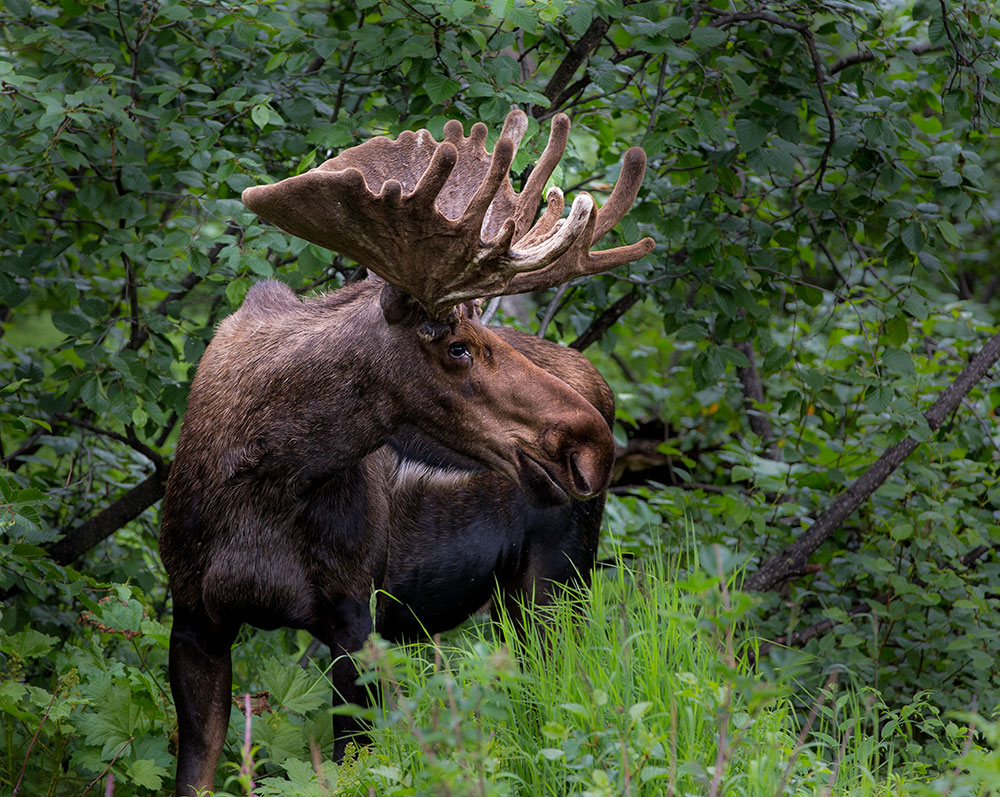 A beautiful bull moose in velvet. CZ2A6843.jpg