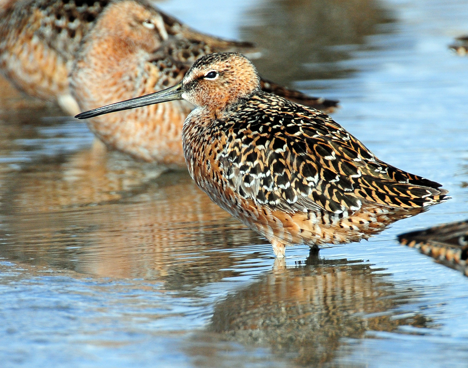 Dowitchers, Long-billed