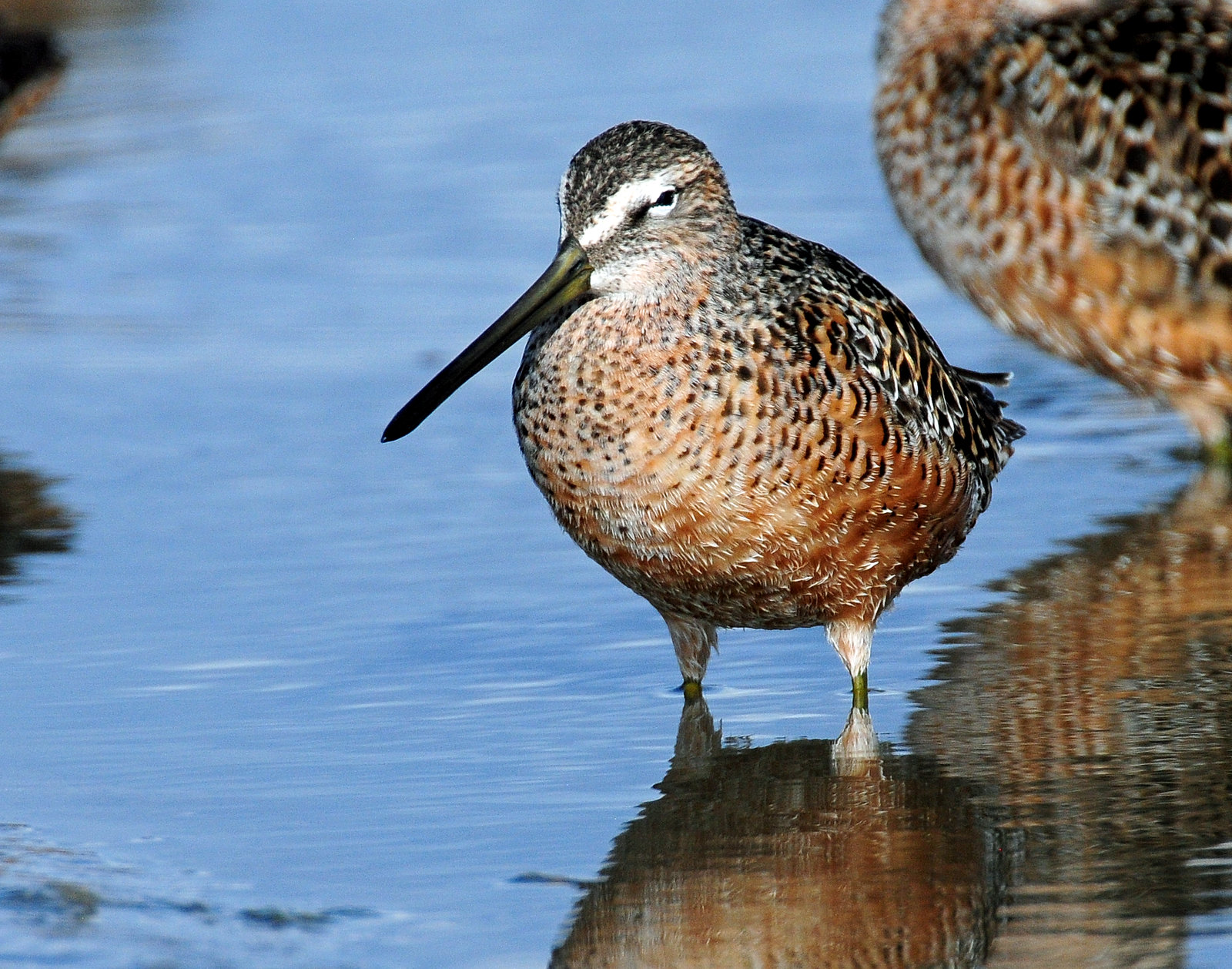 Dowitchers, Long-billed