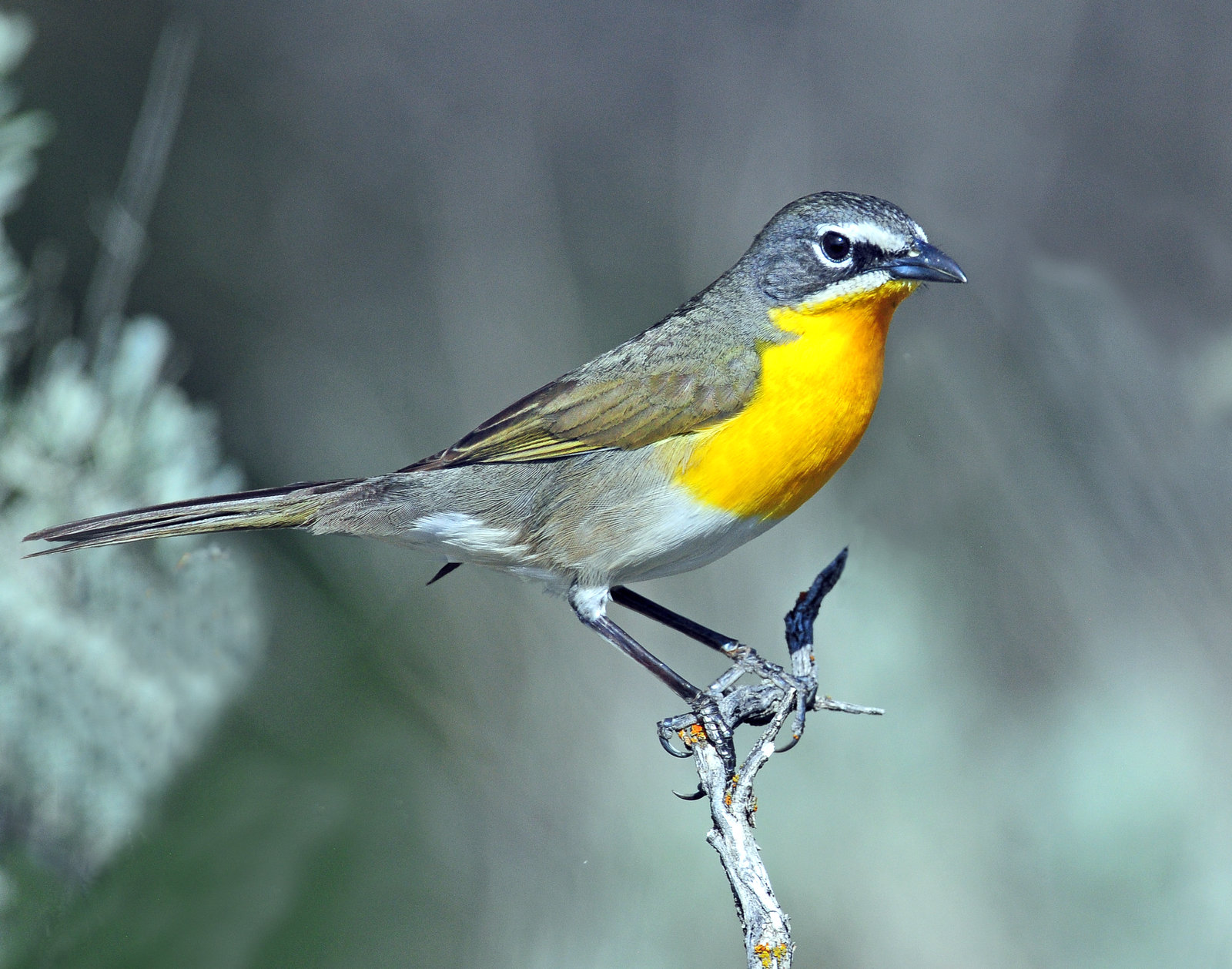 Chat, Yellow-breasted