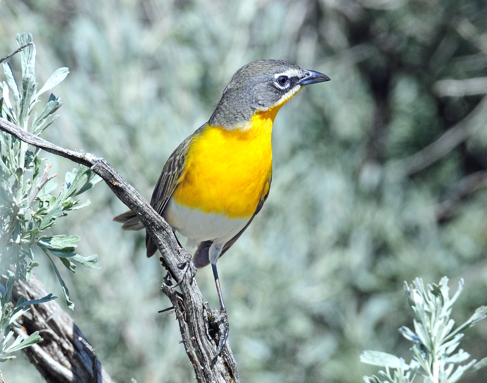 Chat, Yellow-breasted