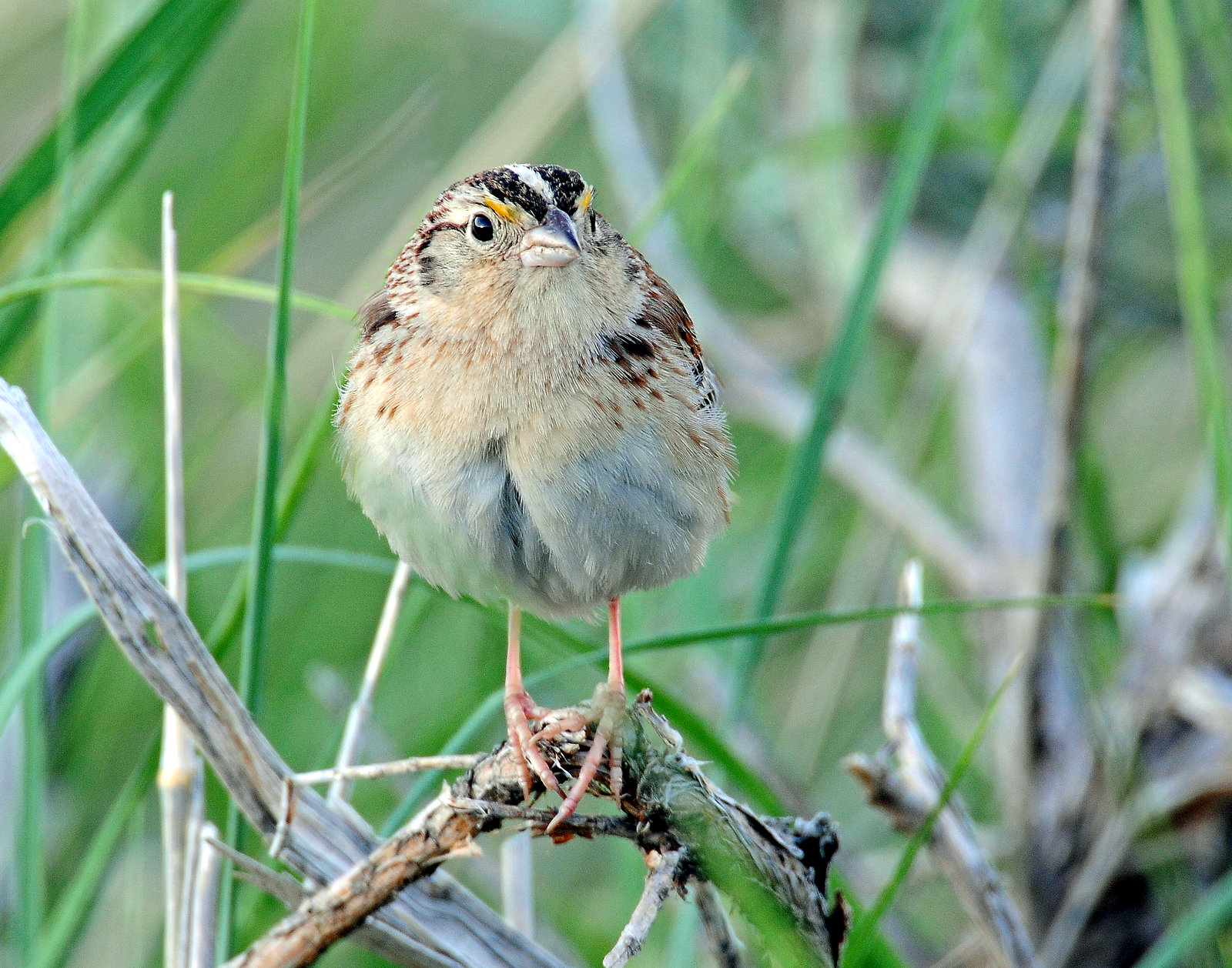 Sparrow, Grasshoper