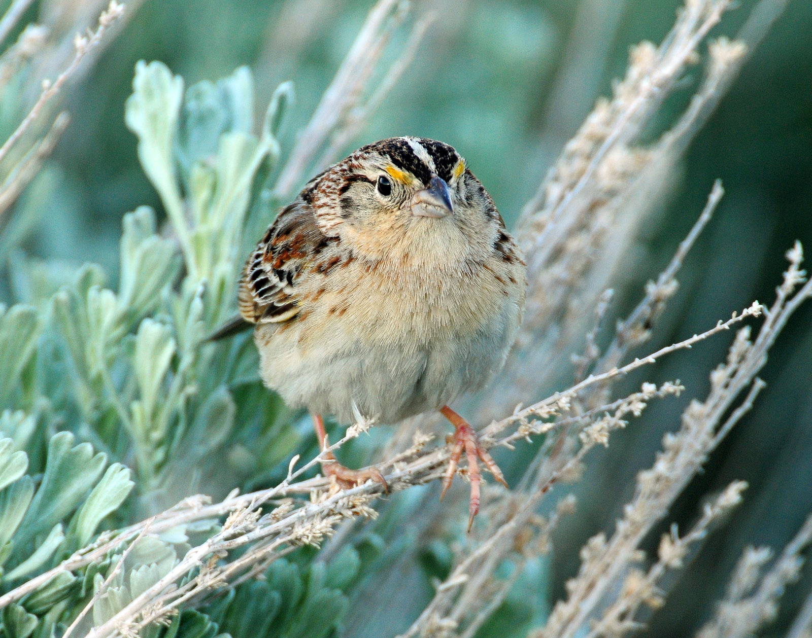 Sparrow, Grasshoper