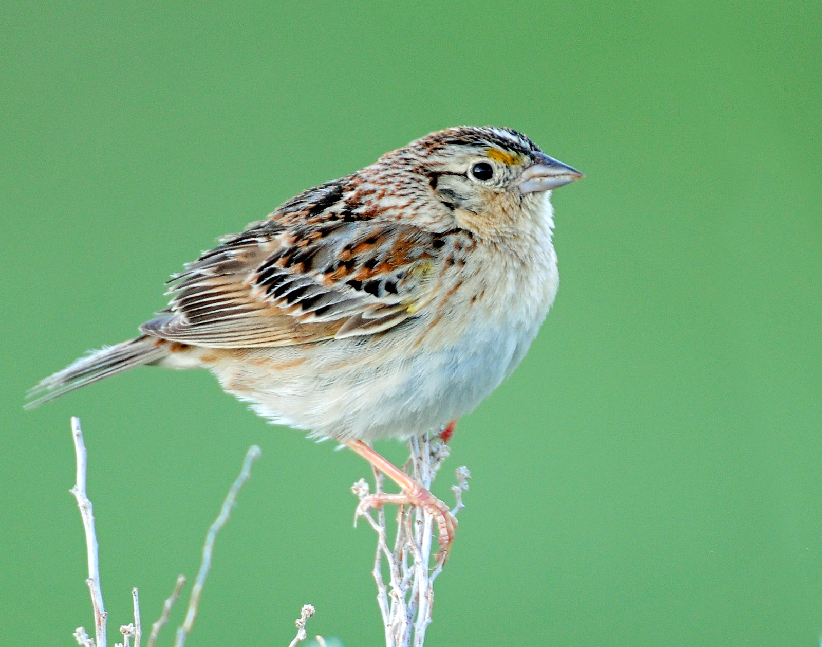 Sparrow, Grasshoper