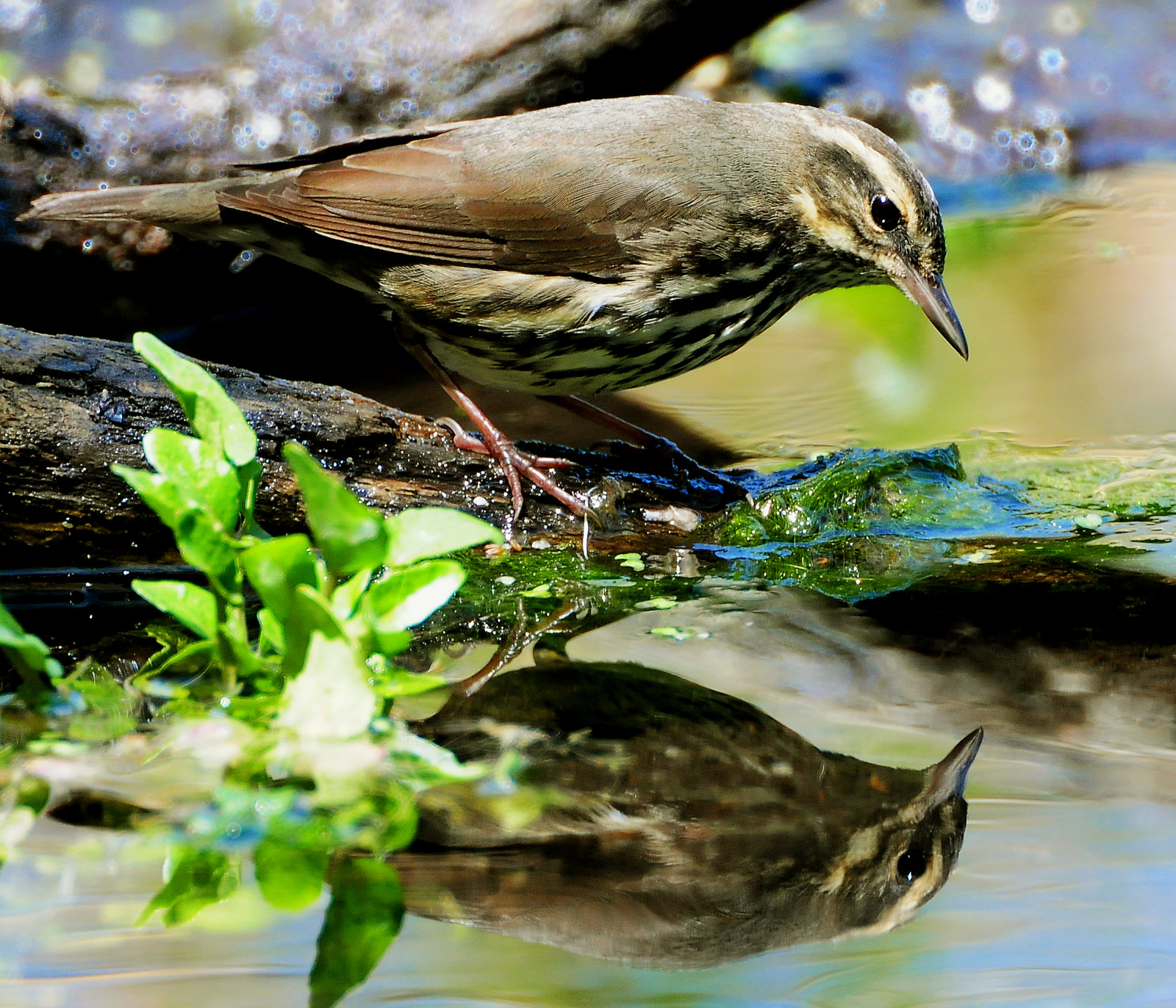 Waterthrush, Northern